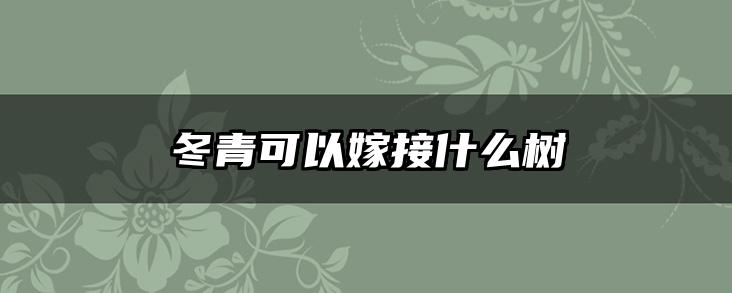冬青可以嫁接什么树