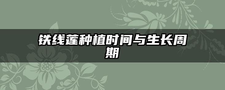 铁线莲种植时间与生长周期