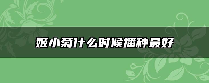 姬小菊什么时候播种最好