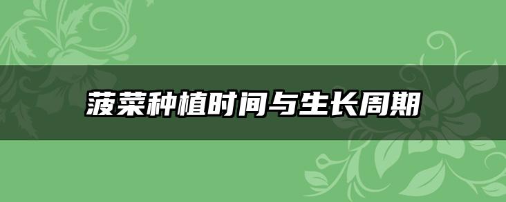 菠菜种植时间与生长周期