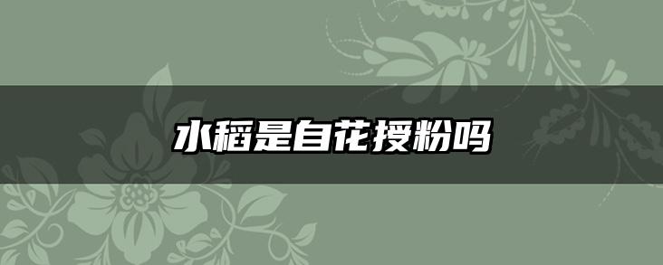 水稻是自花授粉吗
