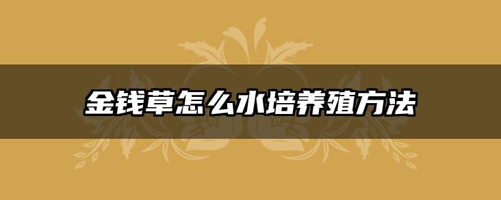 金钱草怎么水培养殖方法