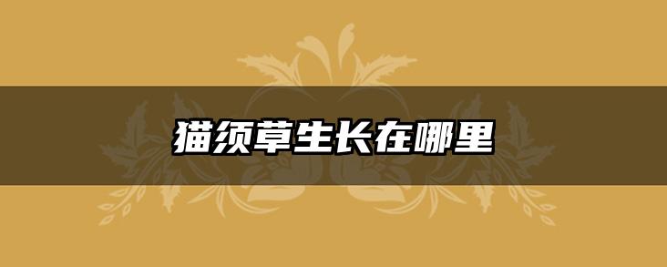 猫须草生长在哪里