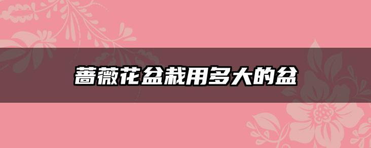 蔷薇花盆栽用多大的盆