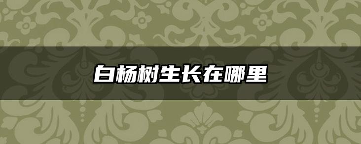 白杨树生长在哪里
