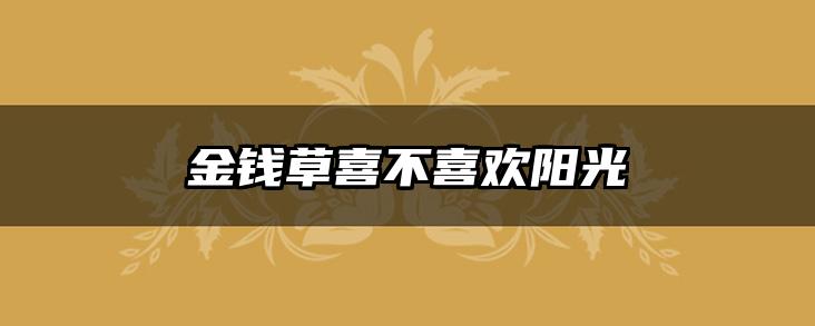 金钱草喜不喜欢阳光