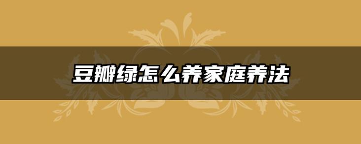 豆瓣绿怎么养家庭养法