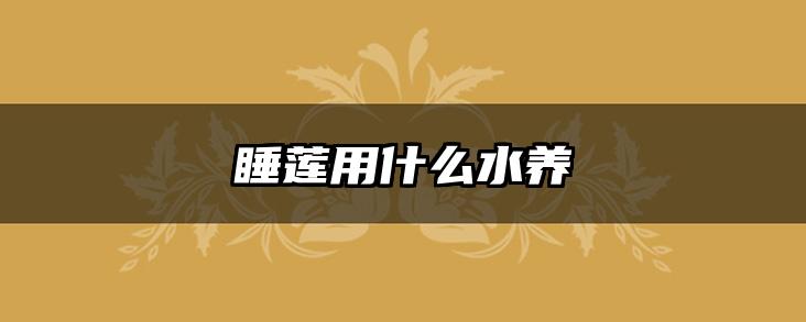 睡莲用什么水养