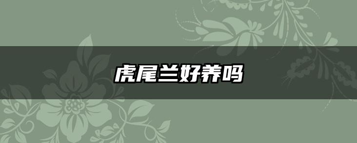 虎尾兰好养吗