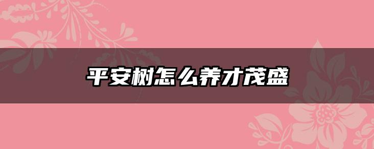 平安树怎么养才茂盛