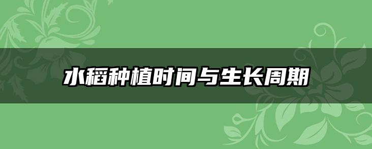 水稻种植时间与生长周期