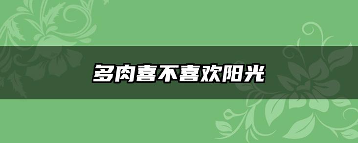 多肉喜不喜欢阳光