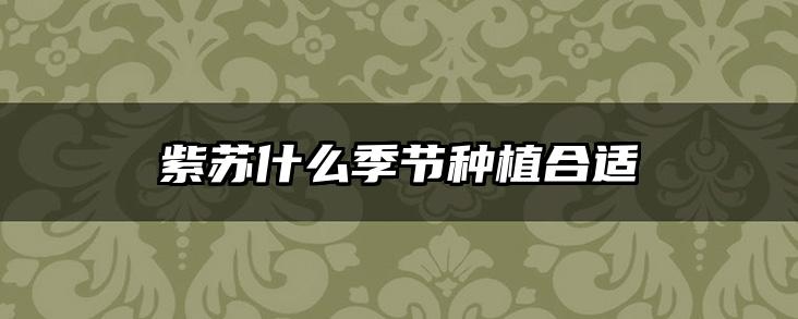 紫苏什么季节种植合适
