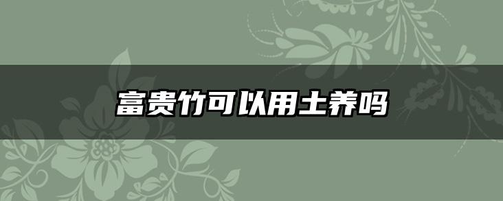 富贵竹可以用土养吗