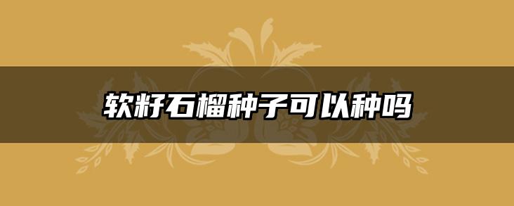 软籽石榴种子可以种吗