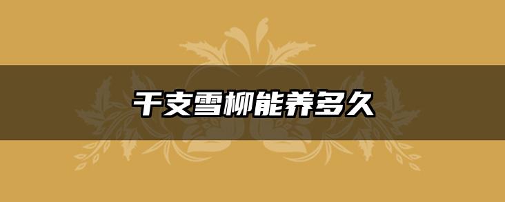 干支雪柳能养多久