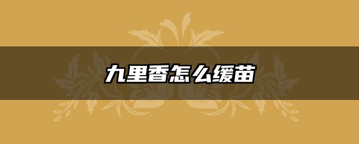 九里香怎么缓苗
