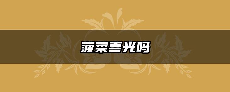 菠菜喜光吗