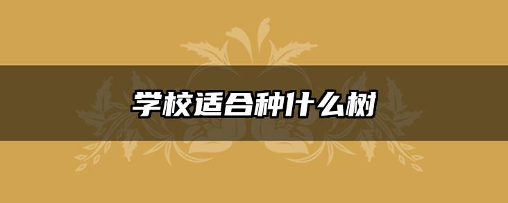 学校适合种什么树