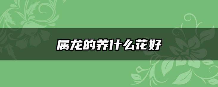 属龙的养什么花好