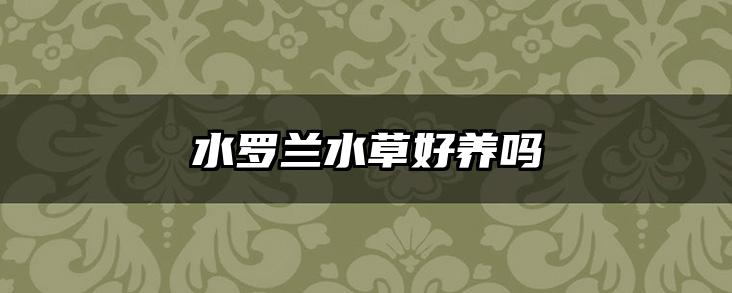 水罗兰水草好养吗