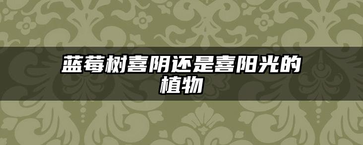 蓝莓树喜阴还是喜阳光的植物