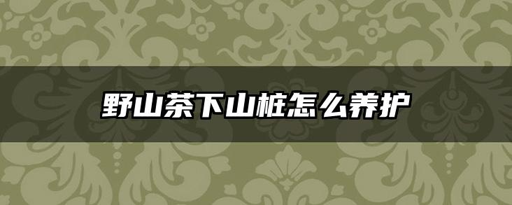 野山茶下山桩怎么养护