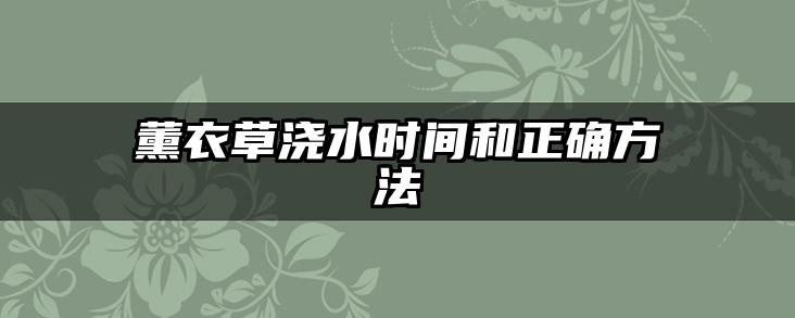 薰衣草浇水时间和正确方法