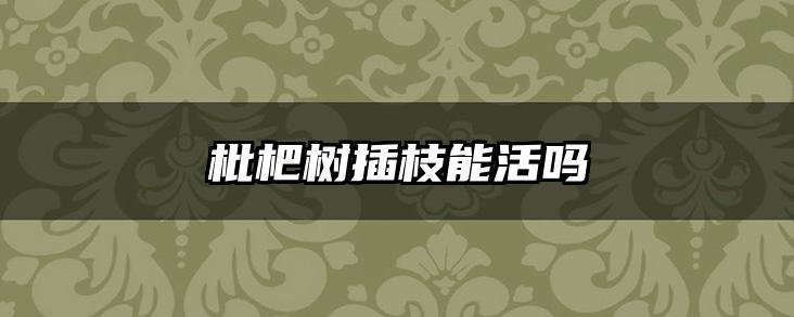 枇杷树插枝能活吗