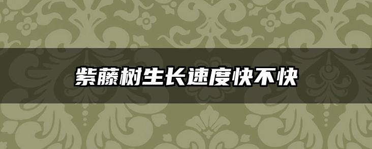 紫藤树生长速度快不快