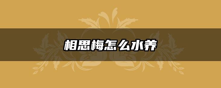 相思梅怎么水养
