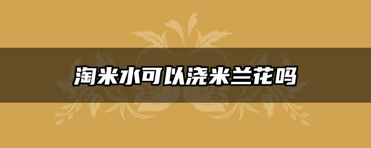 淘米水可以浇米兰花吗