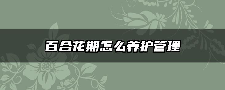 百合花期怎么养护管理