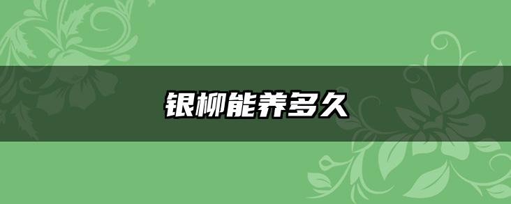银柳能养多久
