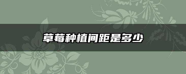 草莓种植间距是多少