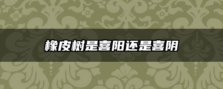 橡皮树是喜阳还是喜阴