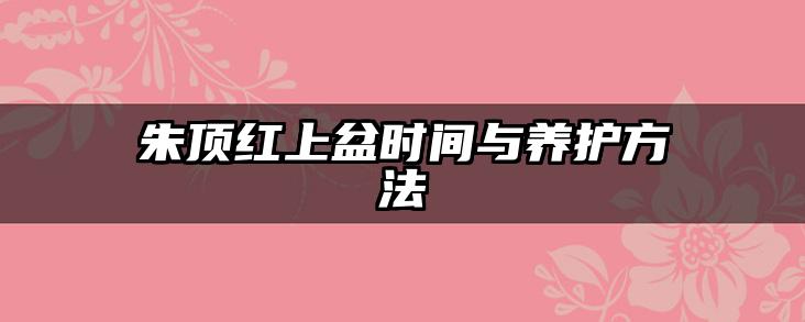 朱顶红上盆时间与养护方法