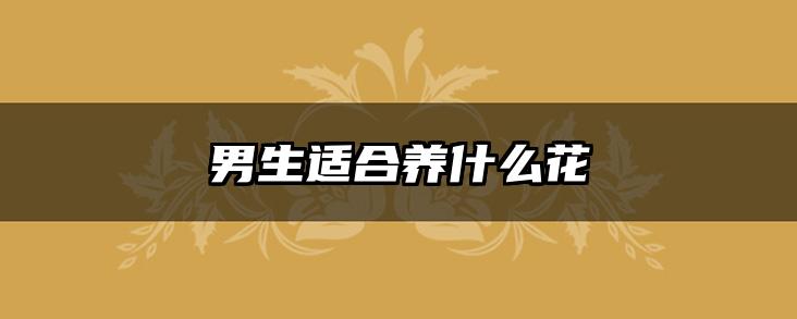 男生适合养什么花