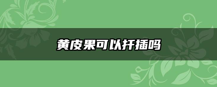 黄皮果可以扦插吗