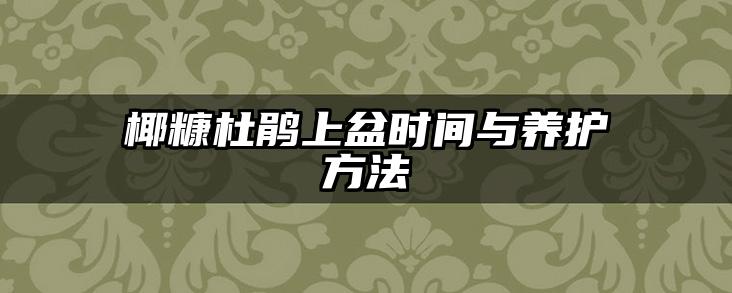 椰糠杜鹃上盆时间与养护方法