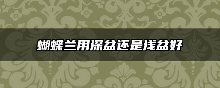蝴蝶兰用深盆还是浅盆好