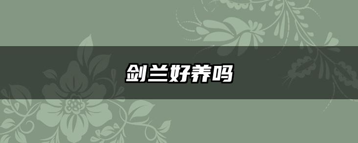 剑兰好养吗