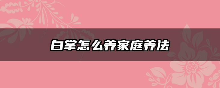 白掌怎么养家庭养法