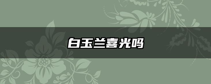 白玉兰喜光吗