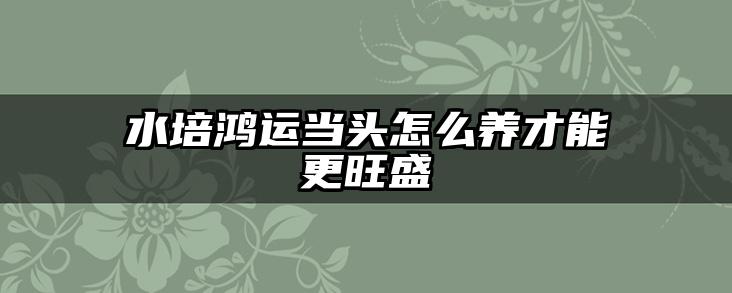 水培鸿运当头怎么养才能更旺盛