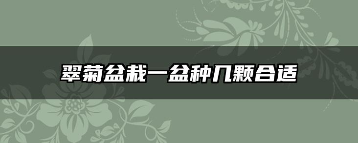 翠菊盆栽一盆种几颗合适