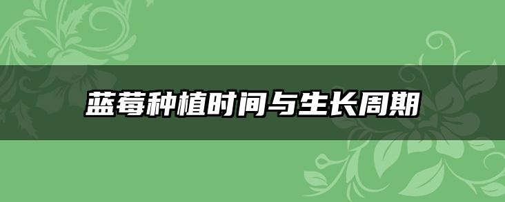 蓝莓种植时间与生长周期