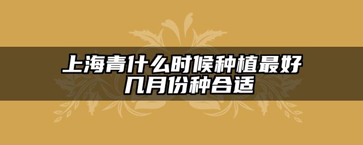 上海青什么时候种植最好 几月份种合适