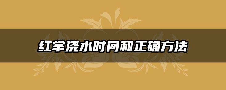 红掌浇水时间和正确方法