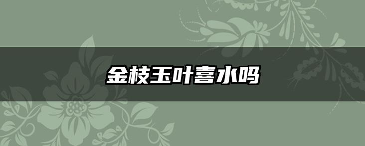 金枝玉叶喜水吗